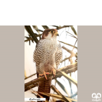 گونه شاهین سرحنایی Red-necked Falcon